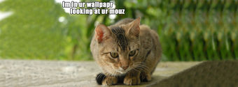 Cat mouse funny