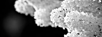 white lilac