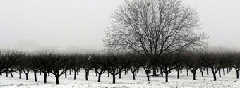 winter tree line