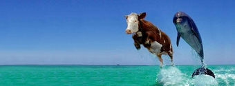 cow dolphin