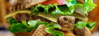 turtle burger